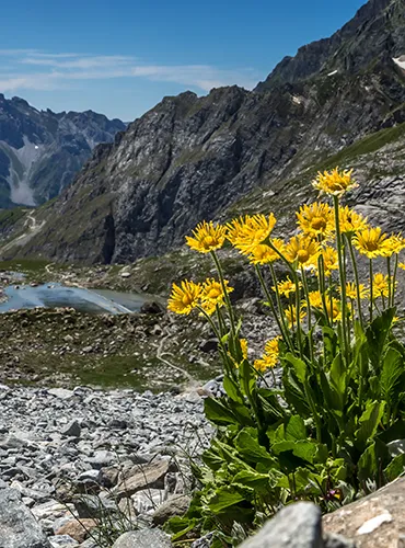 fleur vanoise